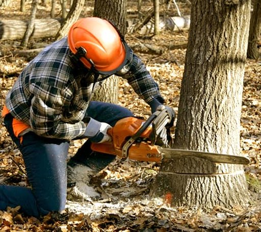Tree Removal in Andover, MA